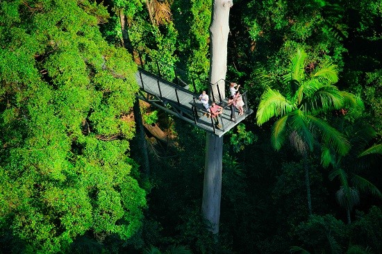 skywalk tamborine